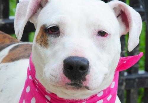 American Bulldog/Pit Bull Terrier Mix: An adoptable dog in Louisville, KY