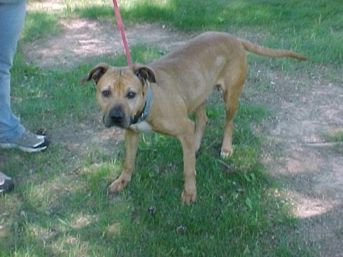 American Staffordshire Terrier: An adoptable dog in Lexington, VA