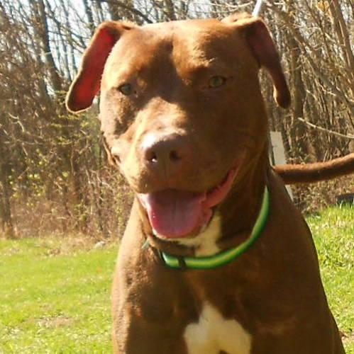American Staffordshire Terrier Mix: An adoptable dog in Eau Claire, WI
