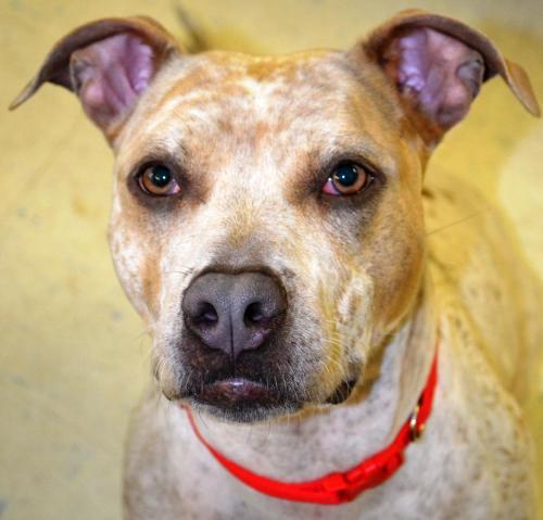 American Staffordshire Terrier Mix: An adoptable dog in Lewiston, ID