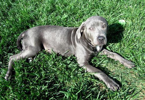 American Staffordshire Terrier/Labrador Retriever Mix: An adoptable dog in Wilmington, CA