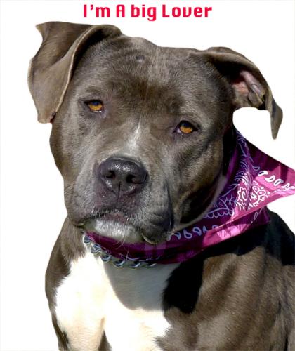 American Staffordshire Terrier/Pit Bull Terrier Mix: An adoptable dog in Redding, CA
