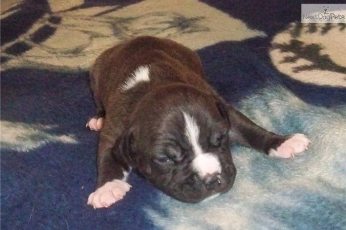 amstaff puppies for sale