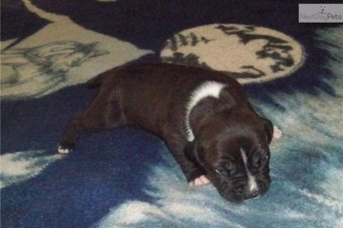 amstaff puppies for sale
