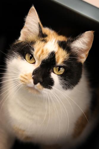 Calico: An adoptable cat in Bowling Green, KY