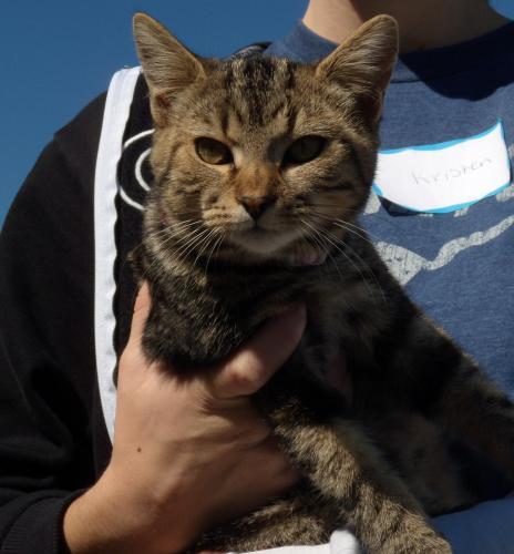 Torbie: An adoptable cat in Statesboro, GA