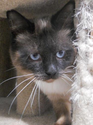 Siamese: An adoptable cat in Wichita, KS
