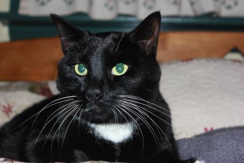 Tuxedo: An adoptable cat in Wilmington, MA