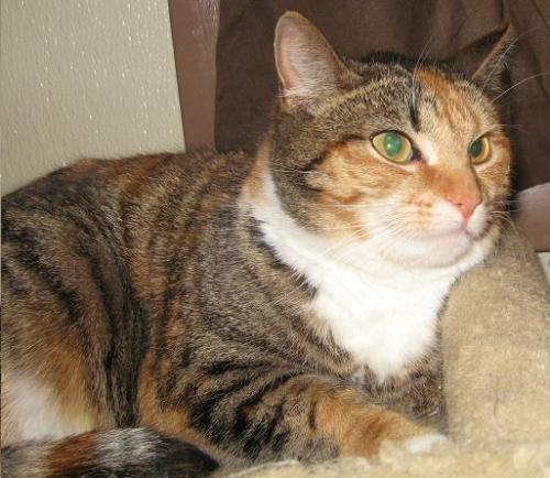 Calico: An adoptable cat in Wilmington, OH