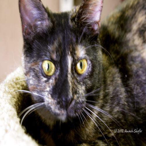 Tortoiseshell: An adoptable cat in Youngstown, OH