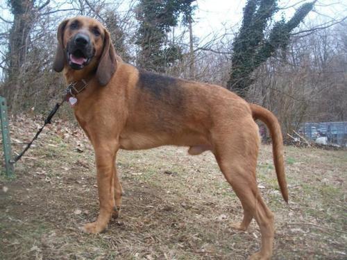 Bloodhound: An adoptable dog in Annapolis, MD