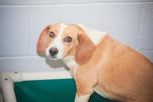 Beagle: An adoptable dog in Bowling Green, KY