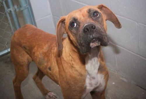 Boxer: An adoptable dog in Bowling Green, KY