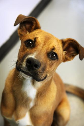 Shepherd: An adoptable dog in Bowling Green, KY