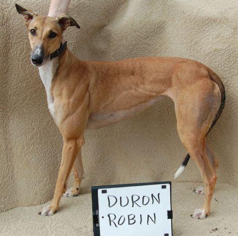 Greyhound: An adoptable dog in Charleston, SC