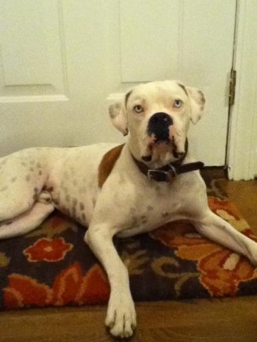 Boxer: An adoptable dog in Columbia, SC