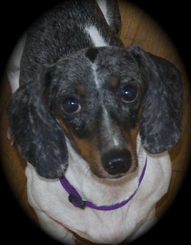 Dachshund: An adoptable dog in Dallas, TX
