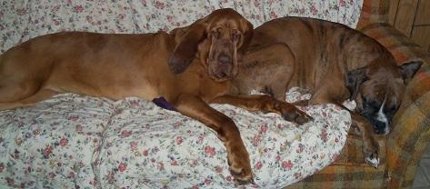 Bloodhound: An adoptable dog in Dallas, TX