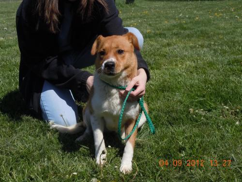 Shepherd: An adoptable dog in Danville, IL
