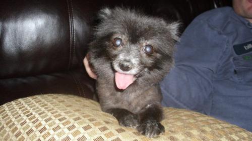 Pomeranian: An adoptable dog in Decatur, AL