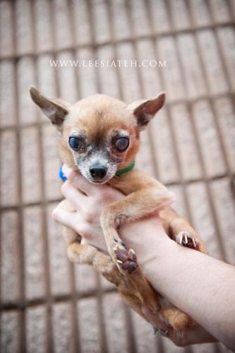 Chihuahua: An adoptable dog in Decatur, GA