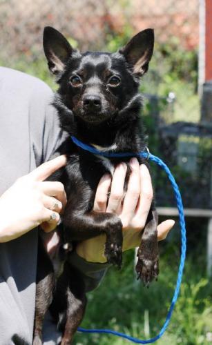 Chihuahua: An adoptable dog in Decatur, GA