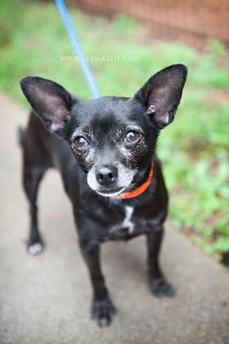 Chihuahua: An adoptable dog in Decatur, GA