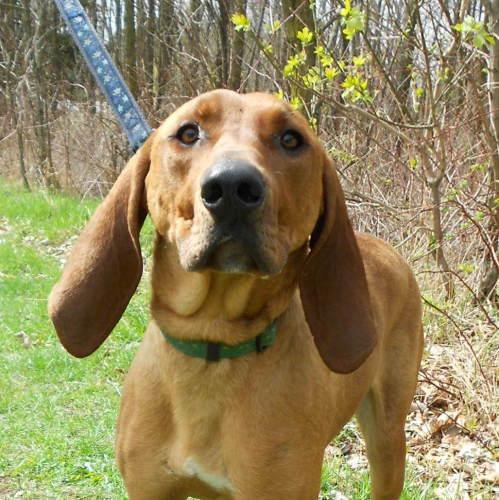 Hound: An adoptable dog in Eau Claire, WI