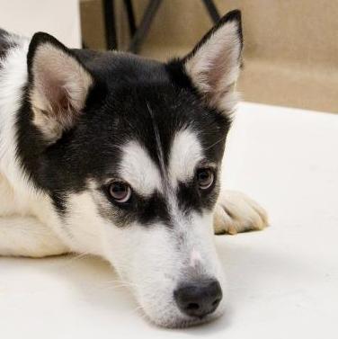 Husky: An adoptable dog in Fargo, ND