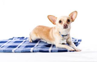Chihuahua: An adoptable dog in Fargo, ND