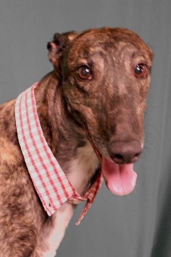 Greyhound: An adoptable dog in Florence, KY