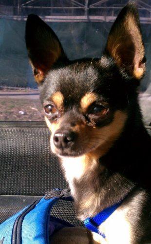 Chihuahua: An adoptable dog in Fort Collins, CO