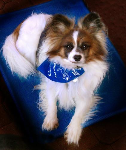 Papillon: An adoptable dog in Fort Collins, CO