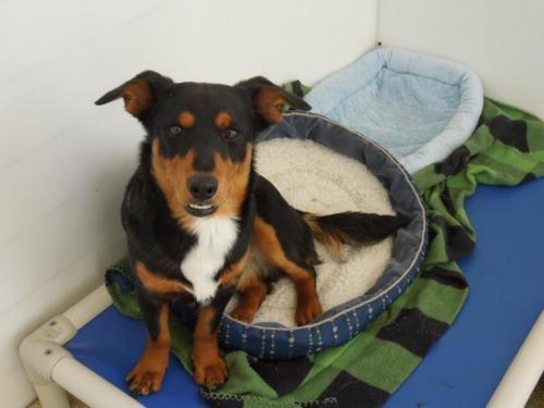 Dachshund: An adoptable dog in Fort Collins, CO