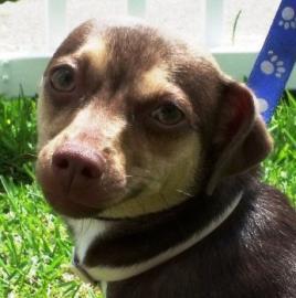 Chihuahua: An adoptable dog in Fort Myers, FL