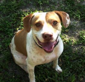 Beagle: An adoptable dog in Fort Myers, FL