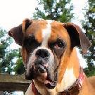 Boxer: An adoptable dog in Frederick, MD