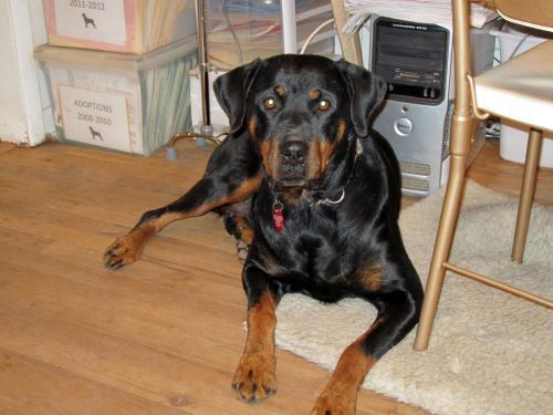 Rottweiler: An adoptable dog in Frederick, PA