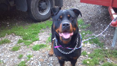 Rottweiler: An adoptable dog in Frederick, PA