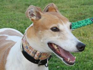Greyhound: An adoptable dog in Greenville, SC
