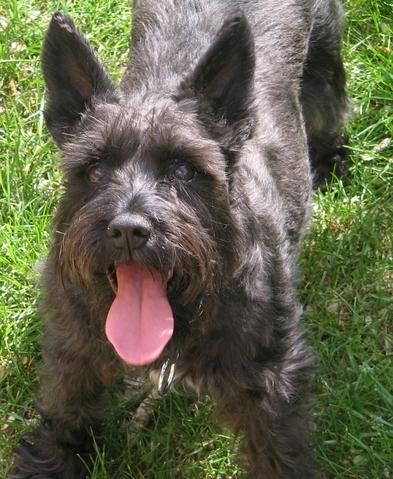 Schnauzer: An adoptable dog in Laurel, MD