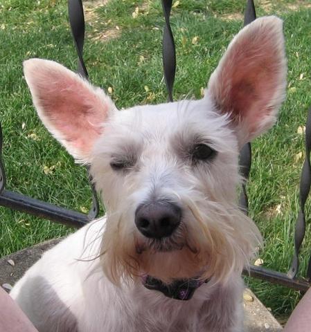 Schnauzer: An adoptable dog in Laurel, MD