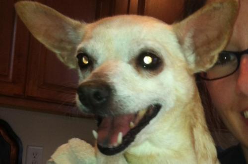 Chihuahua: An adoptable dog in Lexington, KY