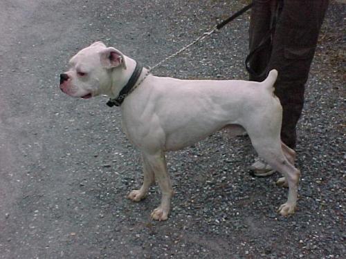 Boxer: An adoptable dog in Lexington, VA
