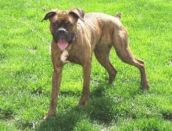 Boxer: An adoptable dog in Louisville, KY