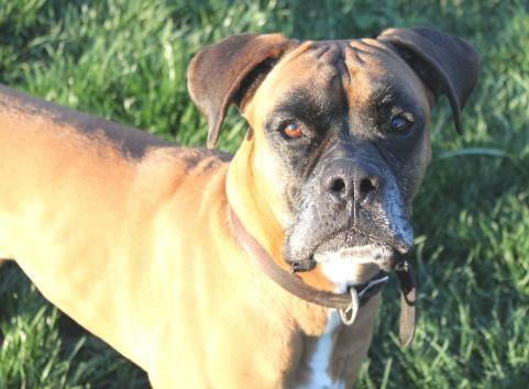 Boxer: An adoptable dog in Louisville, KY