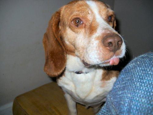 Beagle: An adoptable dog in Louisville, KY