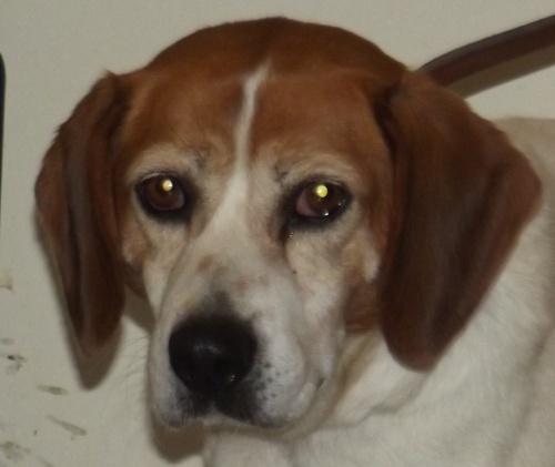 Beagle: An adoptable dog in Mansfield, OH