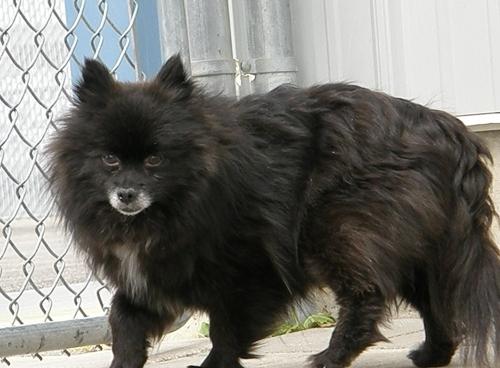 Pomeranian: An adoptable dog in Meridian, ID