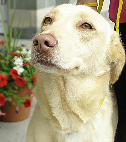 Retriever: An adoptable dog in Montgomery, AL